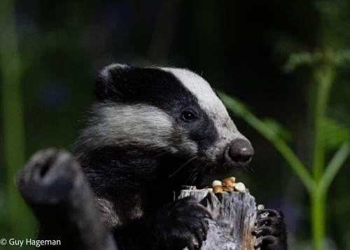 Badger