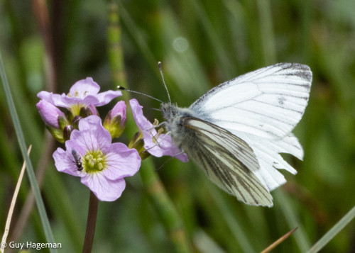 Butterflies & Dragon Fly