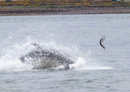 Dolphins