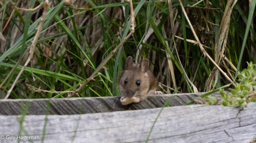 Field mice