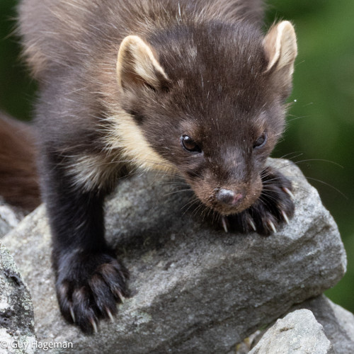 Pine Martens