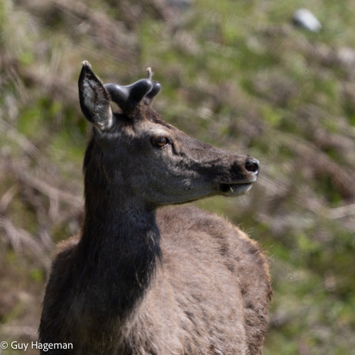 Red Deer