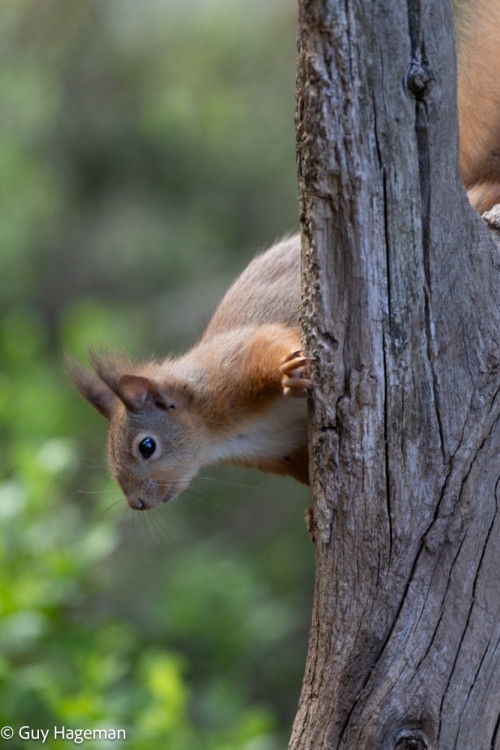 Red Squirrels 